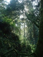 mt tam
