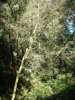 mt tam