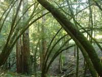 mt tam
